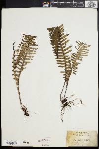 Polypodium pectinatum image