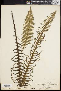 Polypodium pectinatum image