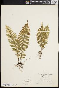 Polypodium plumula image