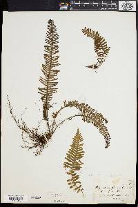 Polypodium plumula image