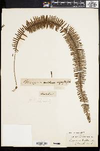 Polypodium plumula image