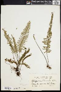 Polypodium plumula image