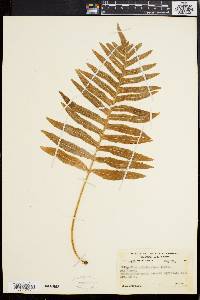 Polypodium californicum image