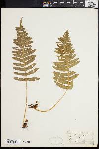 Polypodium californicum image