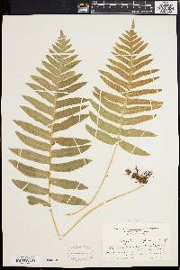 Polypodium californicum image