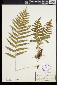 Polypodium californicum image