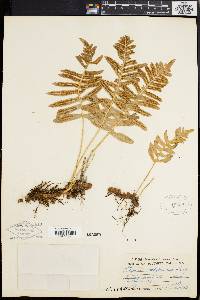 Polypodium californicum image