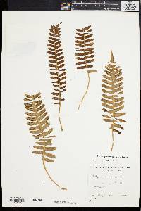 Polypodium appalachianum image