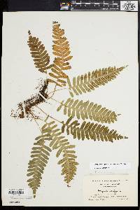 Polypodium appalachianum image