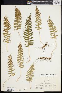 Polypodium appalachianum image