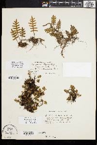 Polypodium polypodioides image