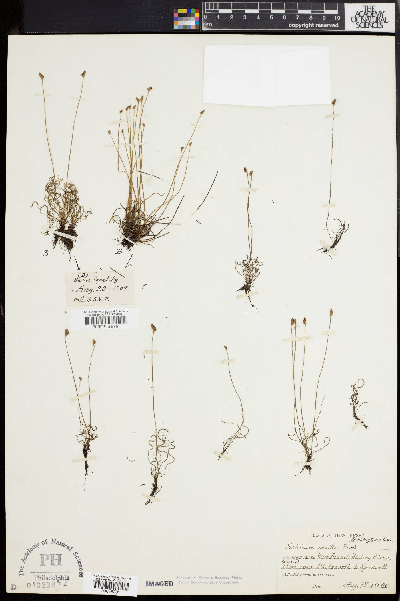 Schizaea pusilla image