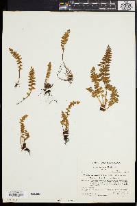 Woodsia ilvensis image