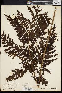 Tectaria apiifolia image