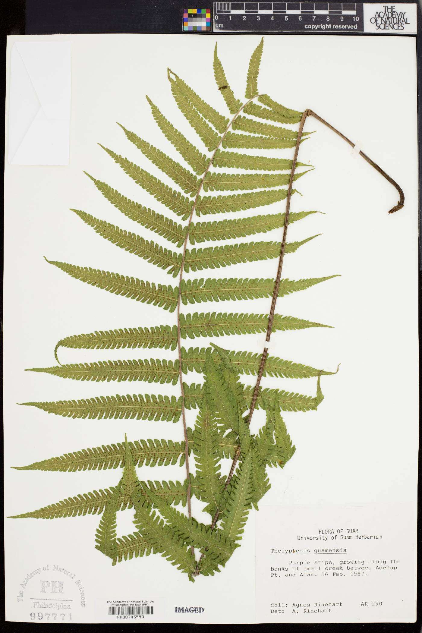 Thelypteris guamensis image