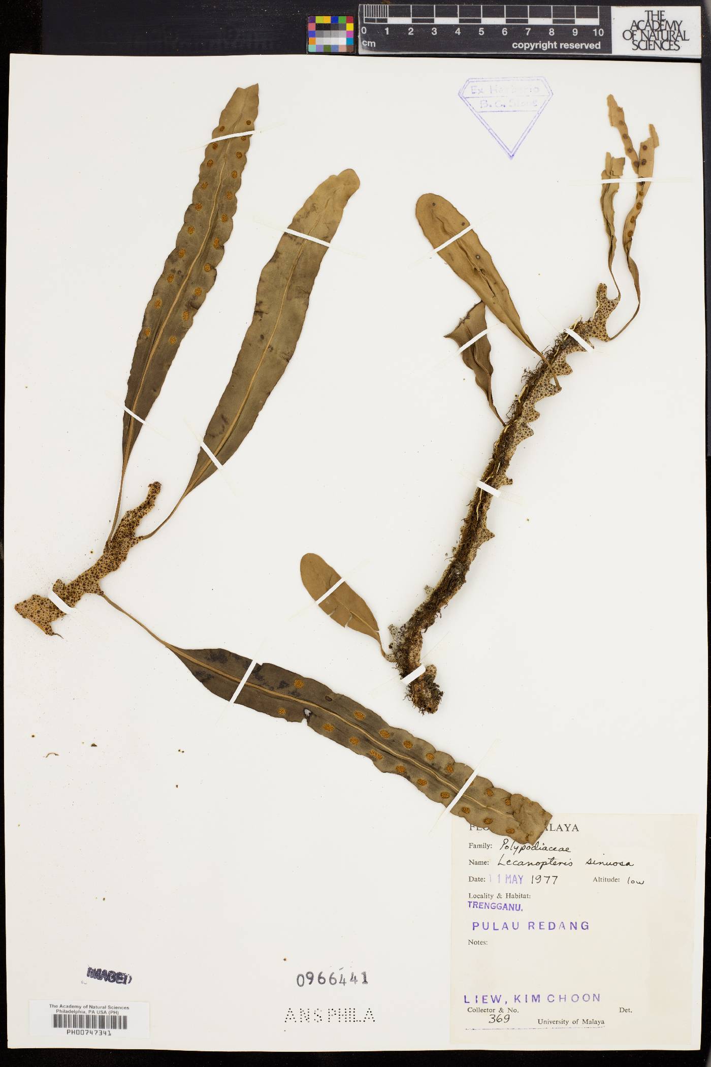 Lecanopteris sinuosa image