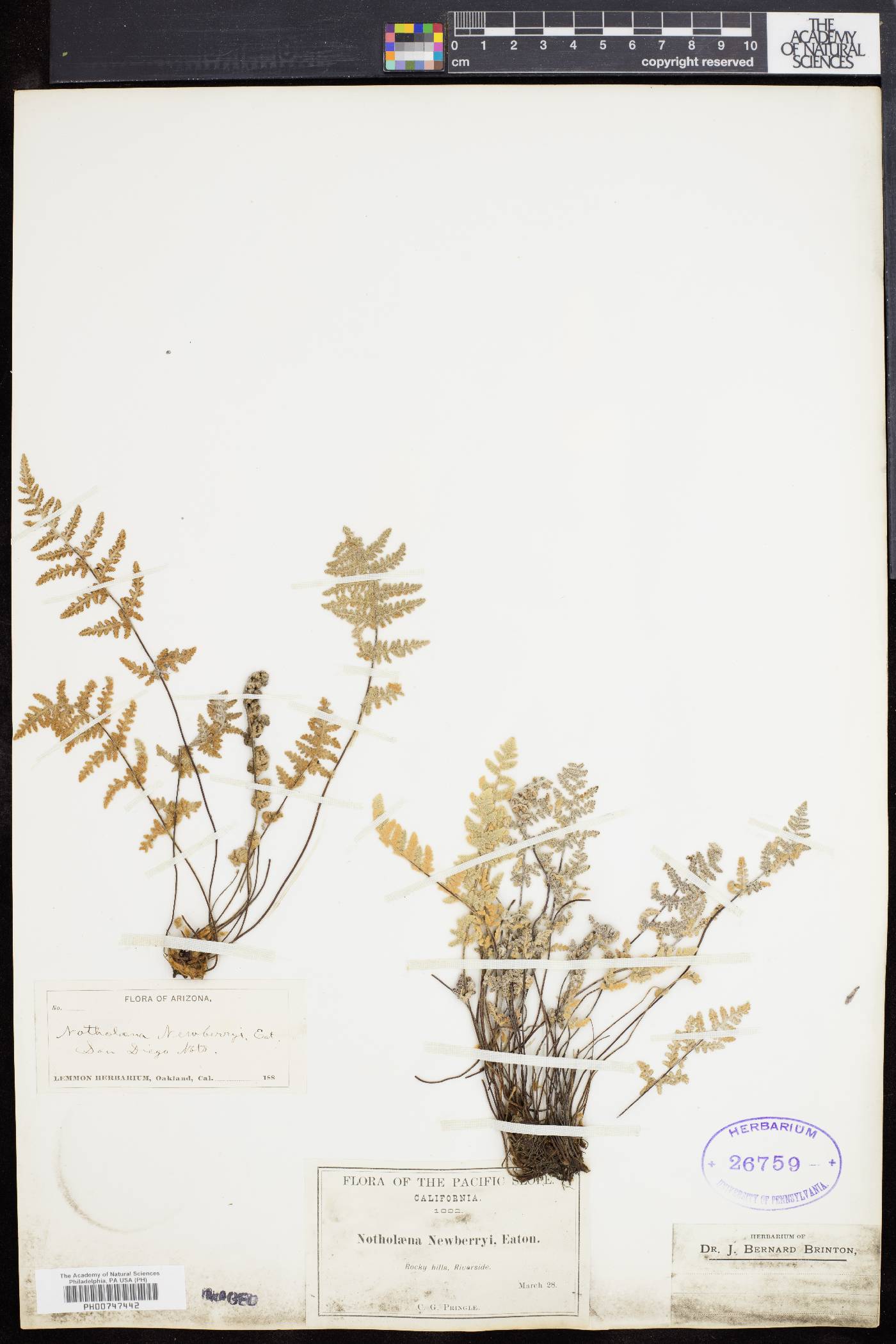 Myriopteris newberryi image