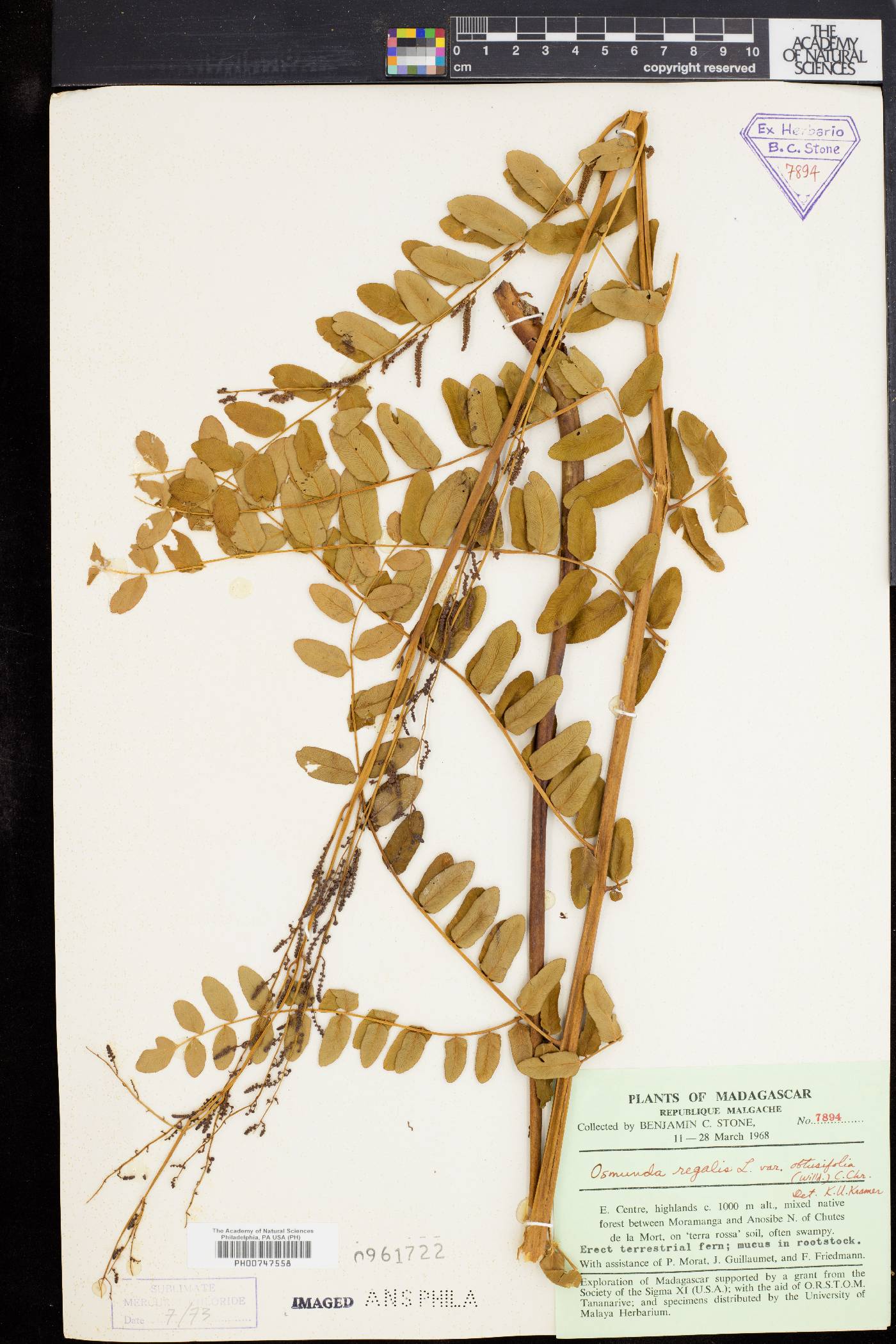 Osmunda acuta image