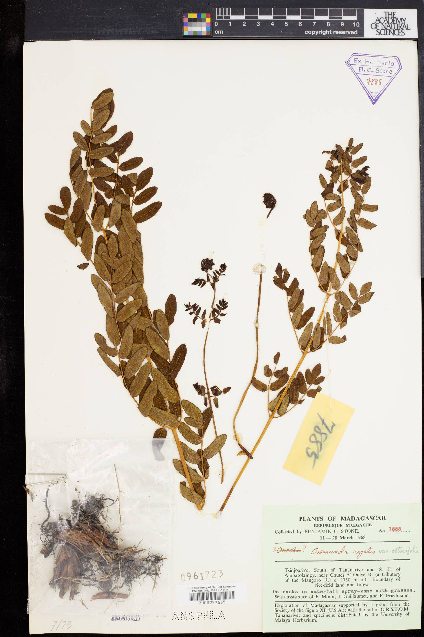 Osmunda acuta image