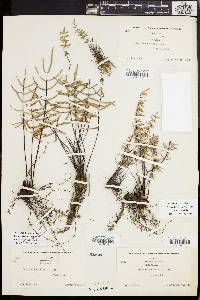 Pellaea ternifolia image