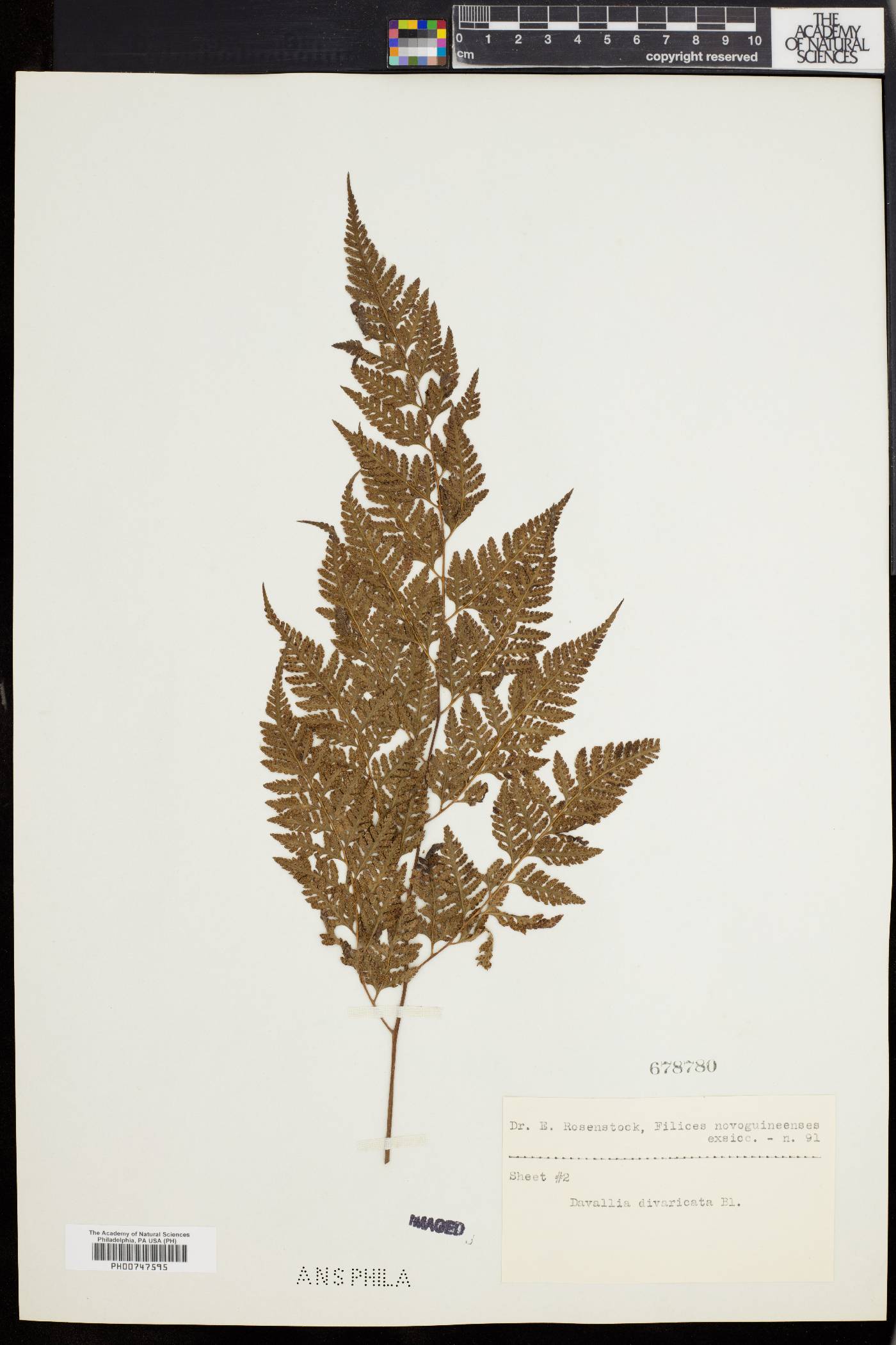 Davallia divaricata image