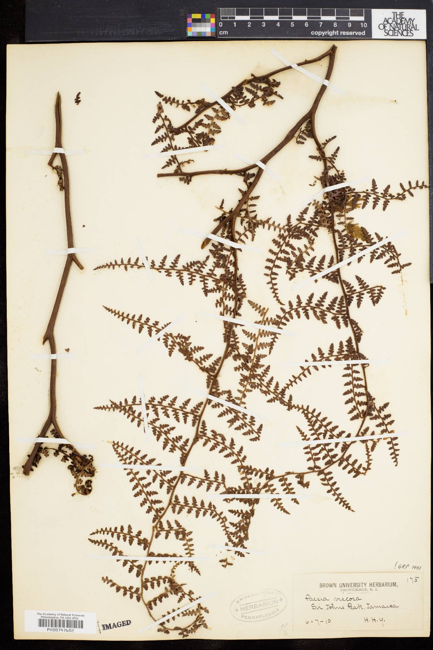 Paesia viscosa image