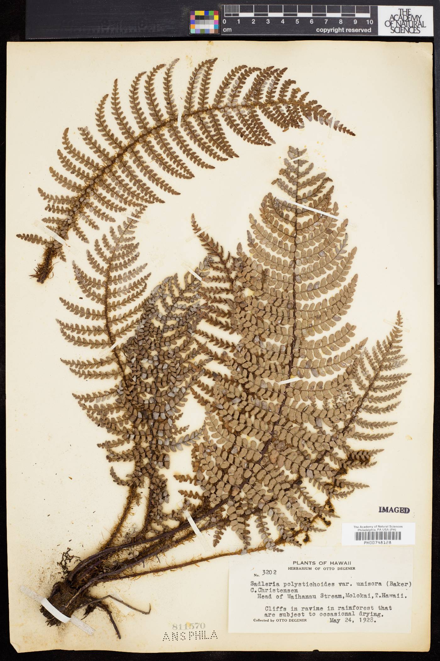 Sadleria polystichoides image