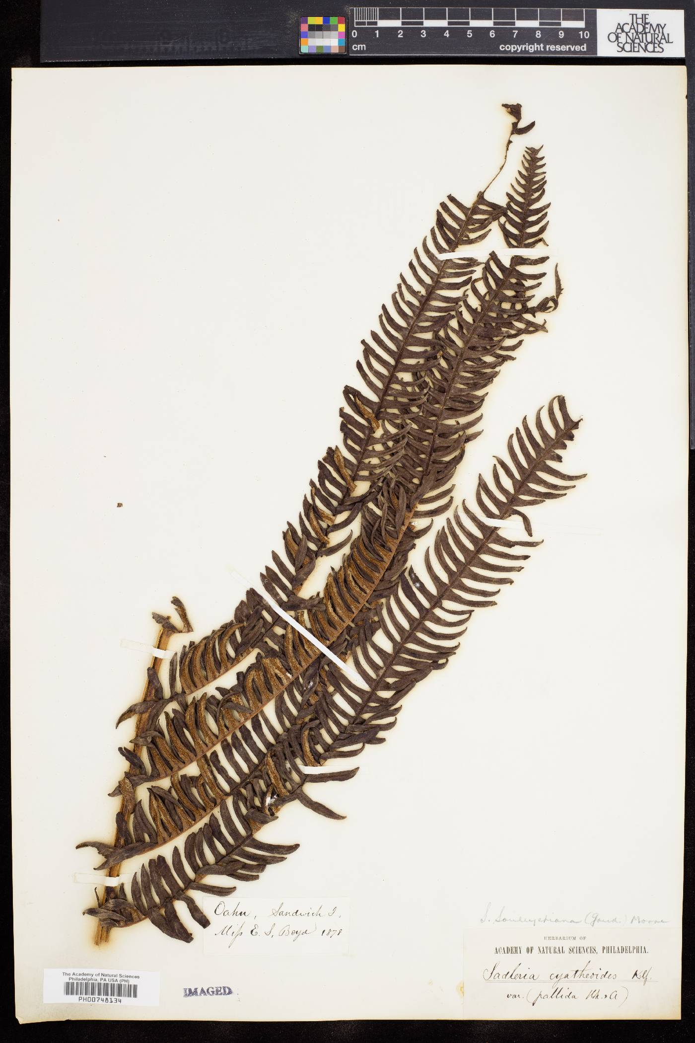 Sadleria cyatheoides image