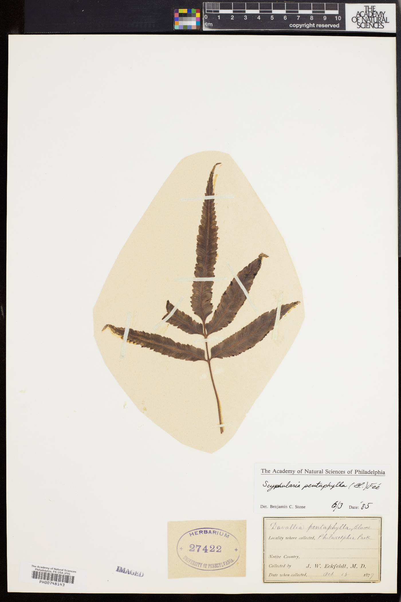 Scyphularia image