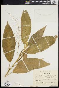 Acalypha platyphylla image