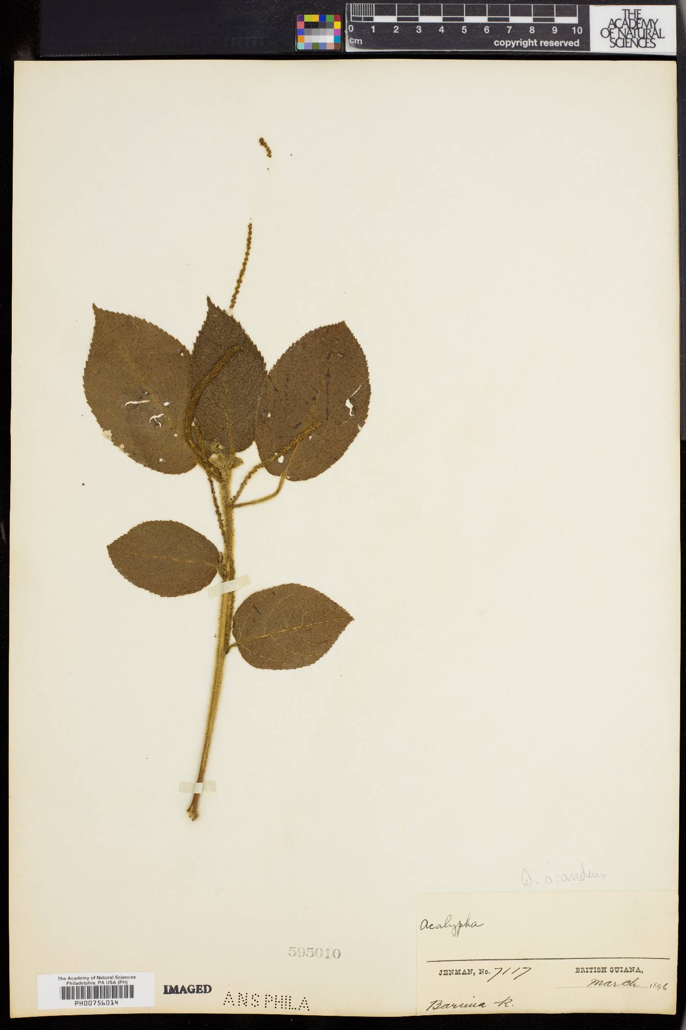 Acalypha scandens image