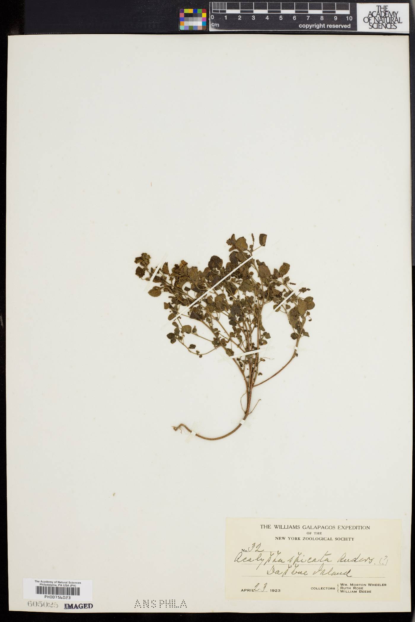 Acalypha parvula image