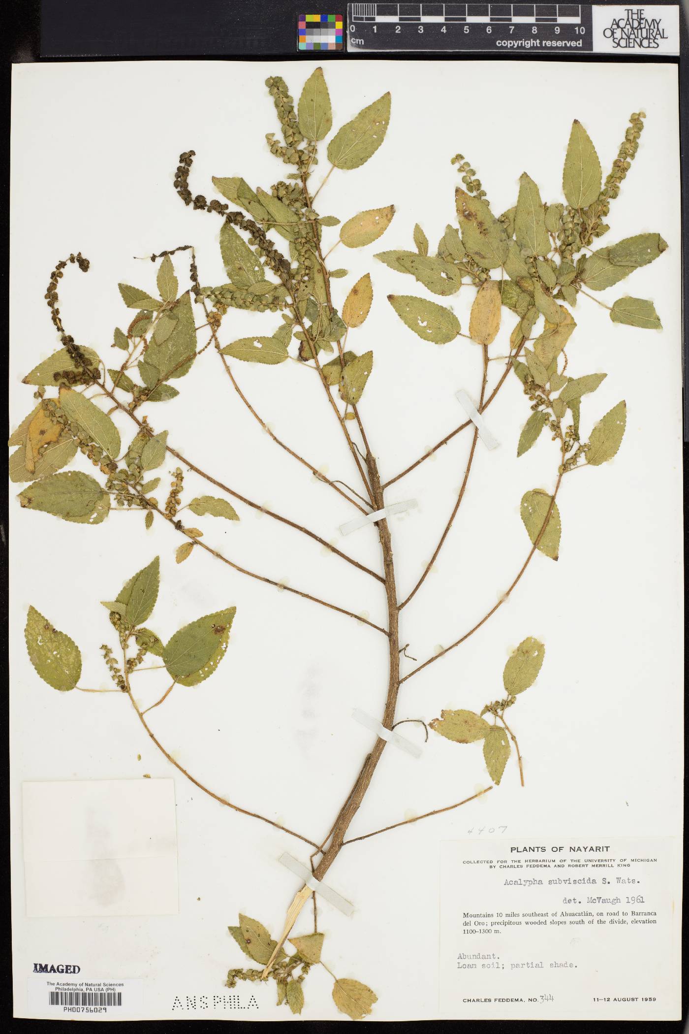 Acalypha subviscida image