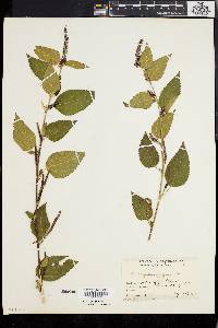 Acalypha vagans image