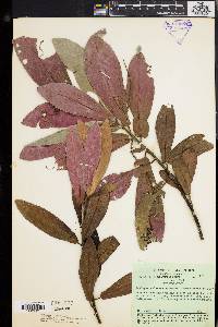 Acalypha wilkesiana image