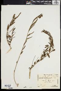 Acalypha angustata image