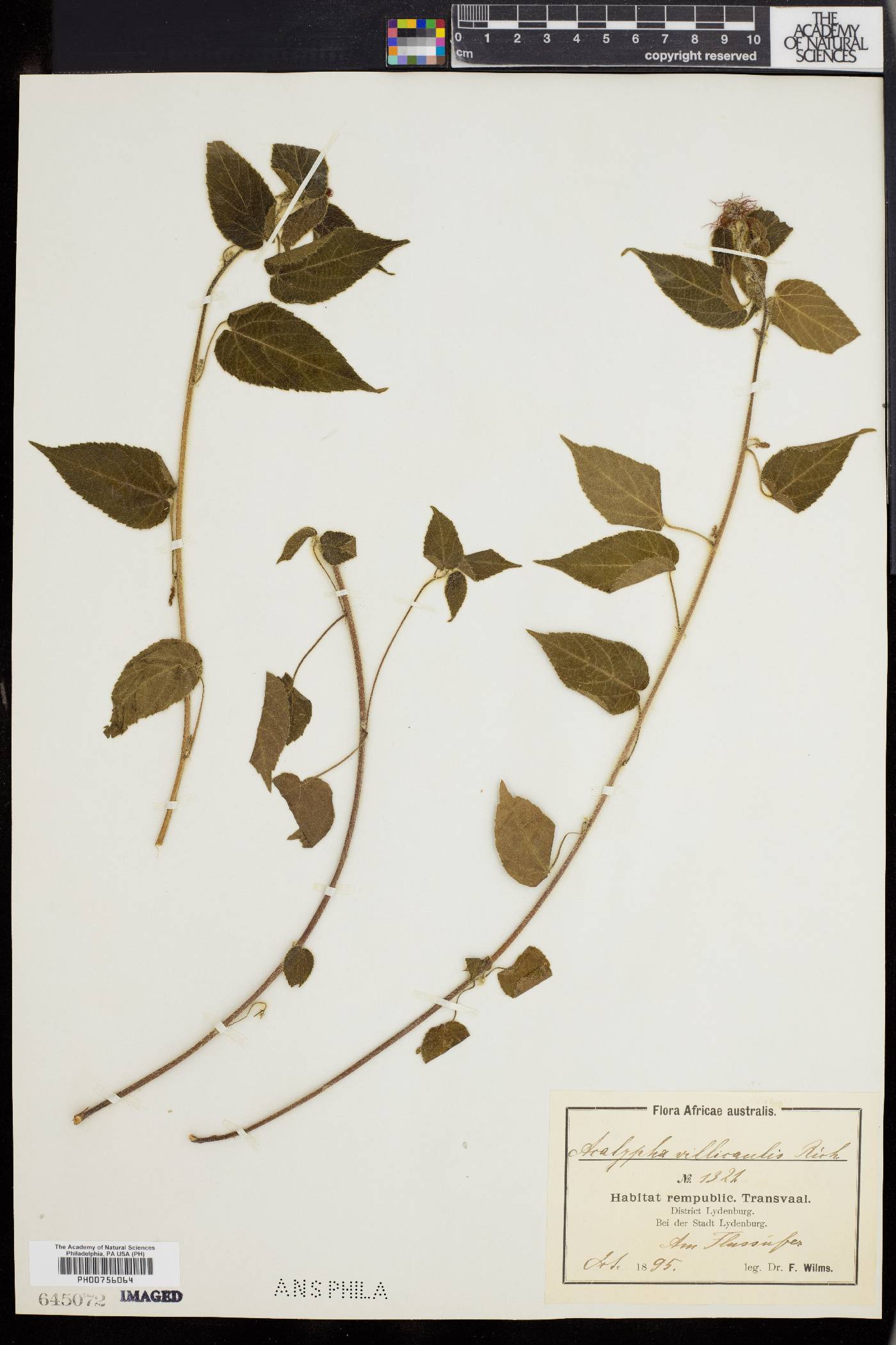 Acalypha brachiata image