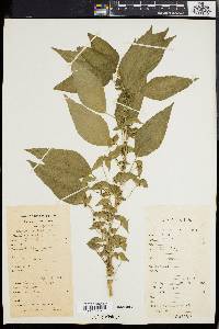 Acalypha australis image