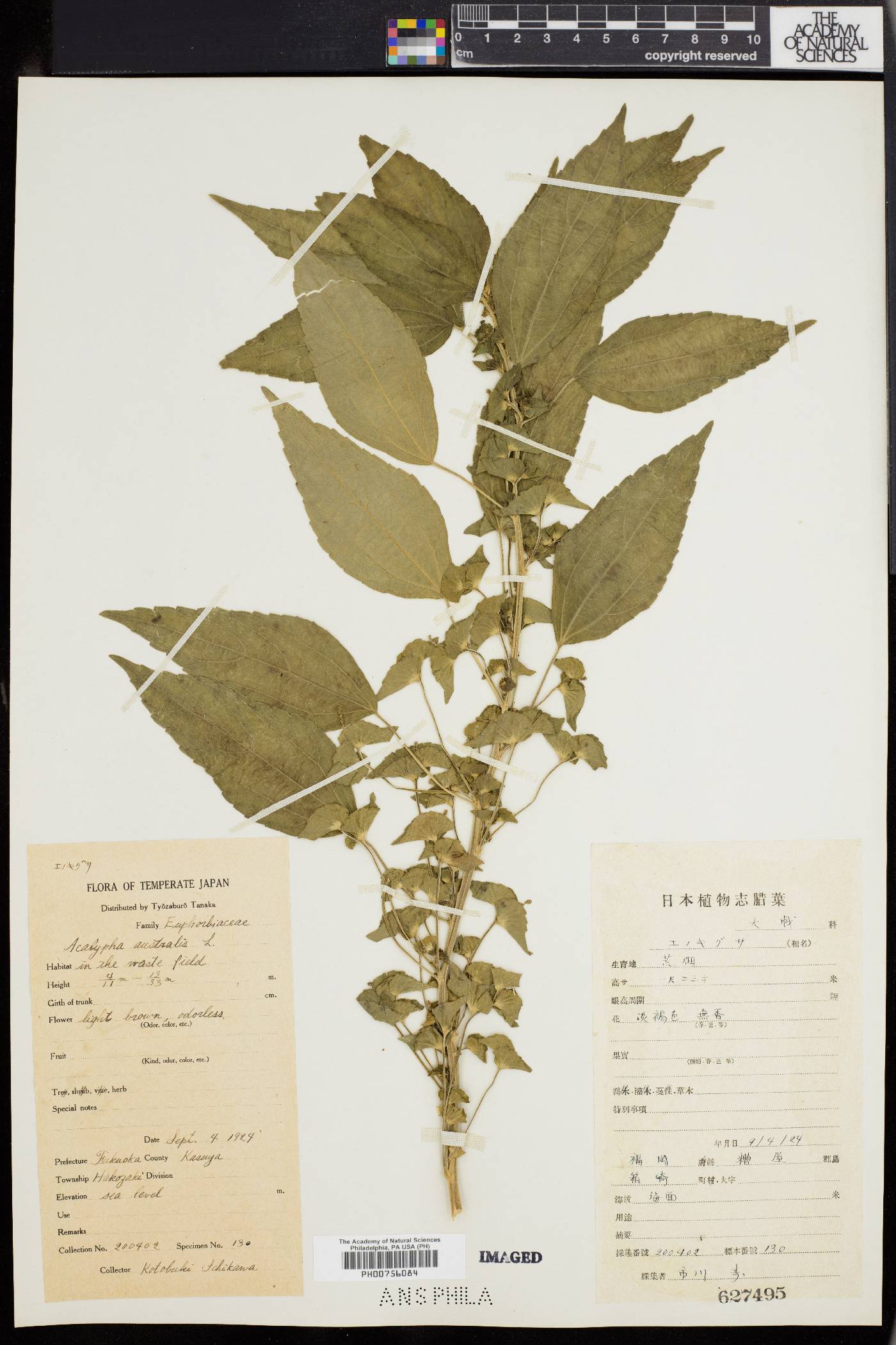 Acalypha australis image