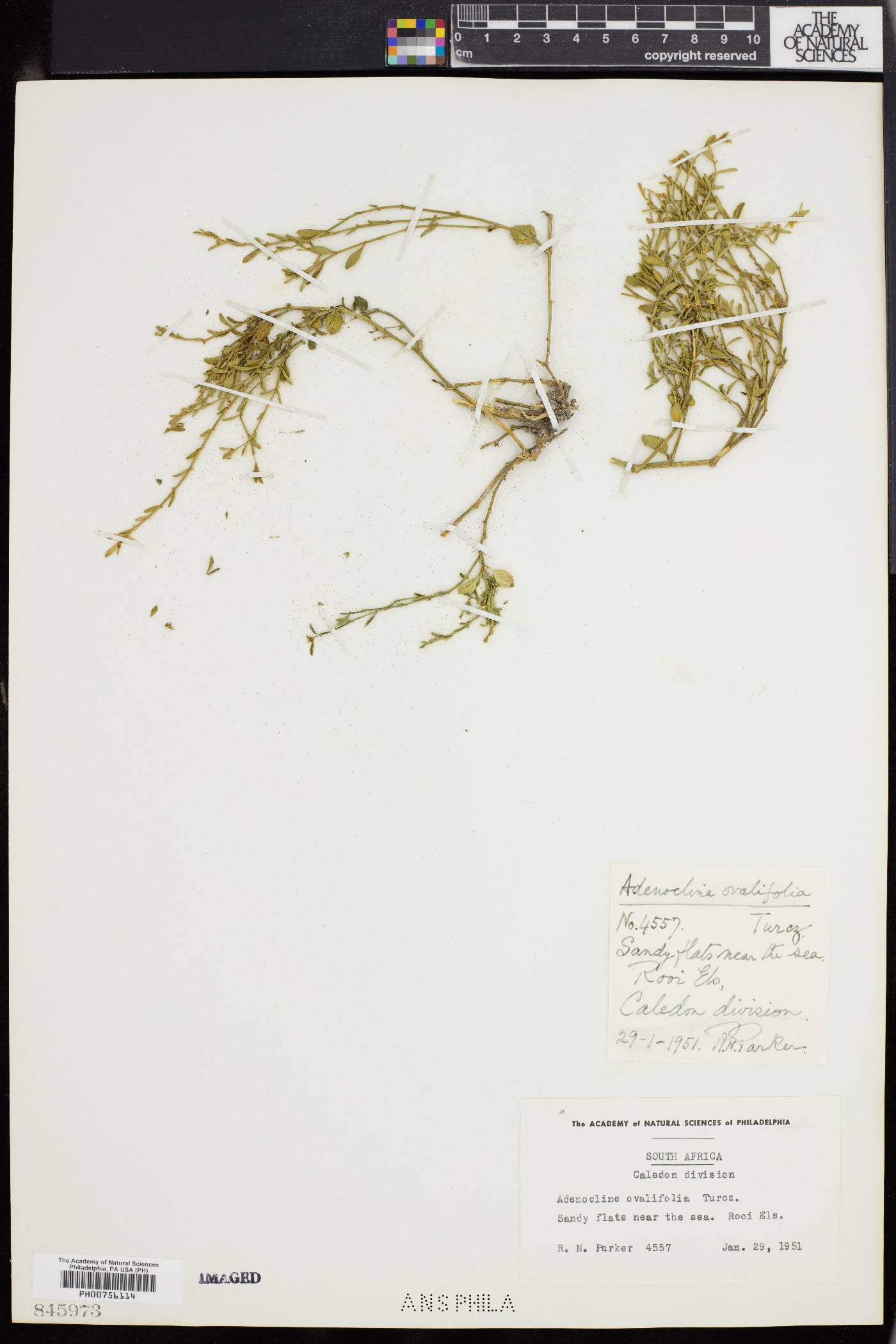 Adenocline pauciflora var. ovalifolia image