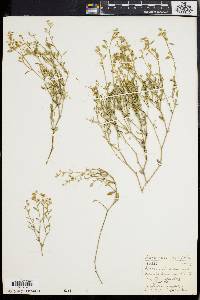 Adenocline pauciflora var. ovalifolia image