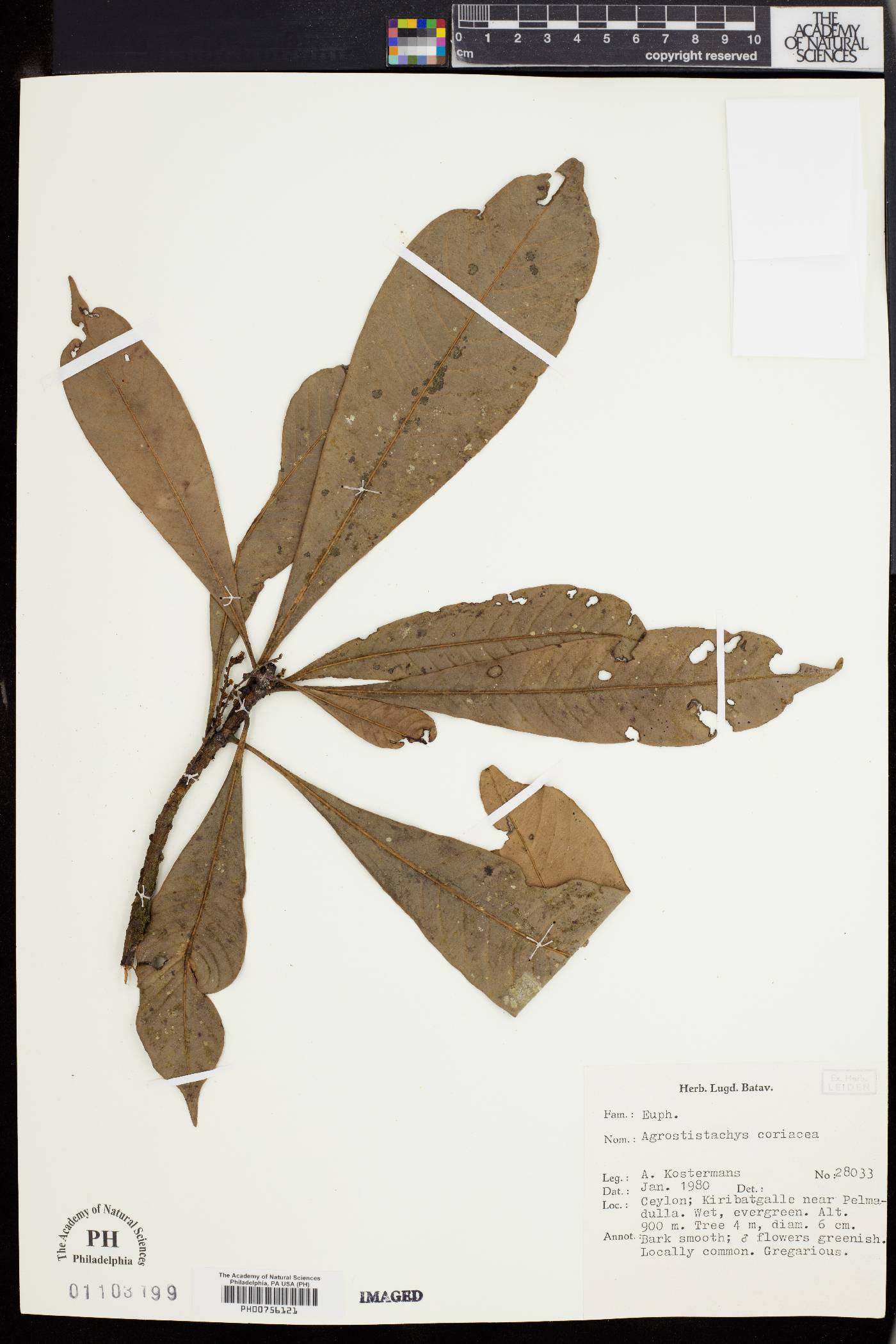 Agrostistachys borneensis image