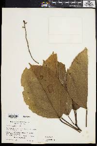 Alchornea latifolia image