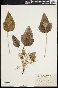 Aleurites moluccana image