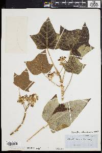 Aleurites moluccana image
