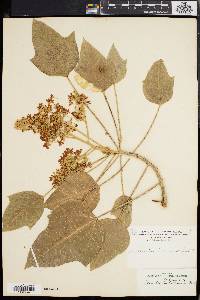 Aleurites moluccana image