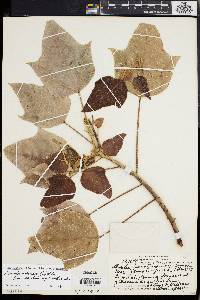 Aleurites moluccana image
