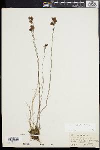 Utricularia cornuta image