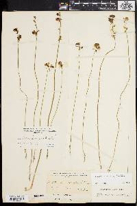 Utricularia cornuta image