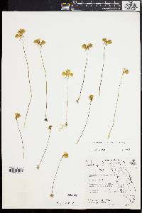 Utricularia cornuta image